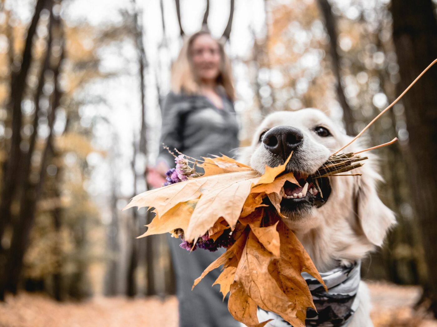Koira ja nainen ulkoilemassa syksyisessä metsässä.